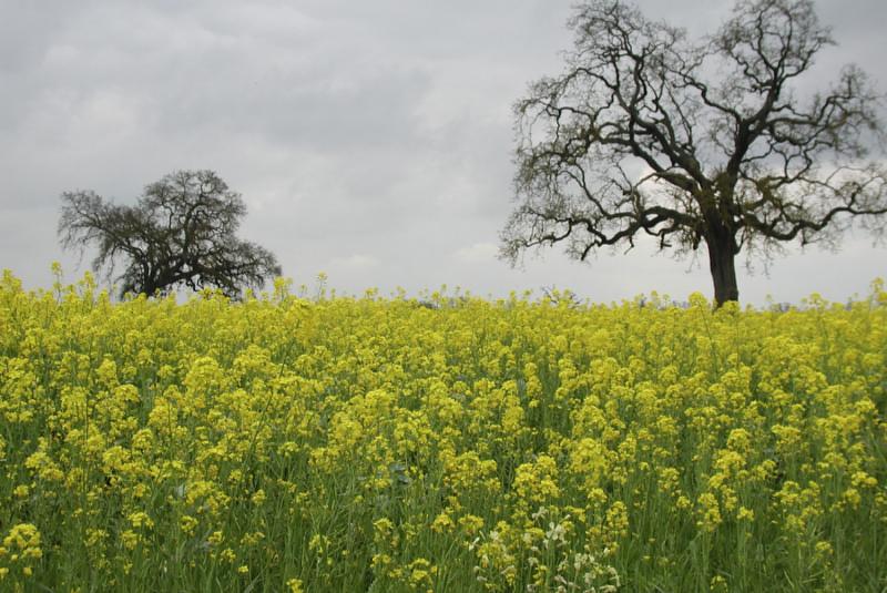 Domaine les Acacias