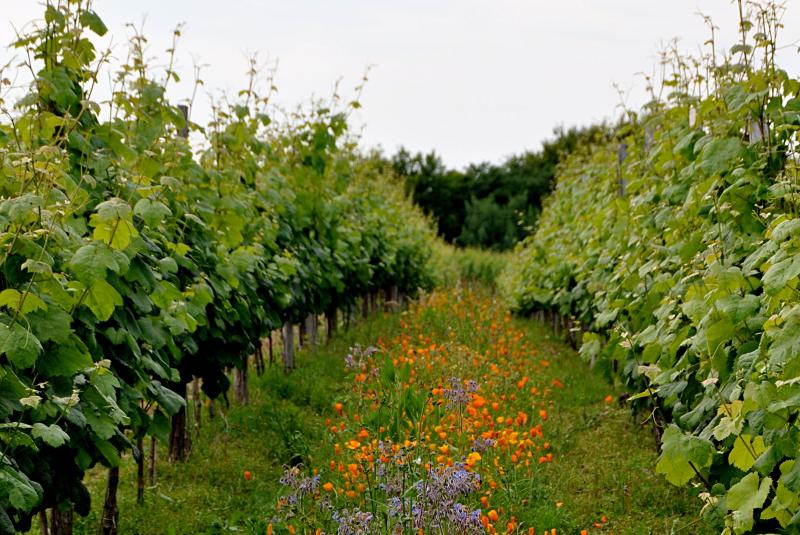 Domaine de Maouries