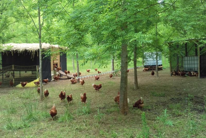 Quoi de n'Oeuf sous les arbres