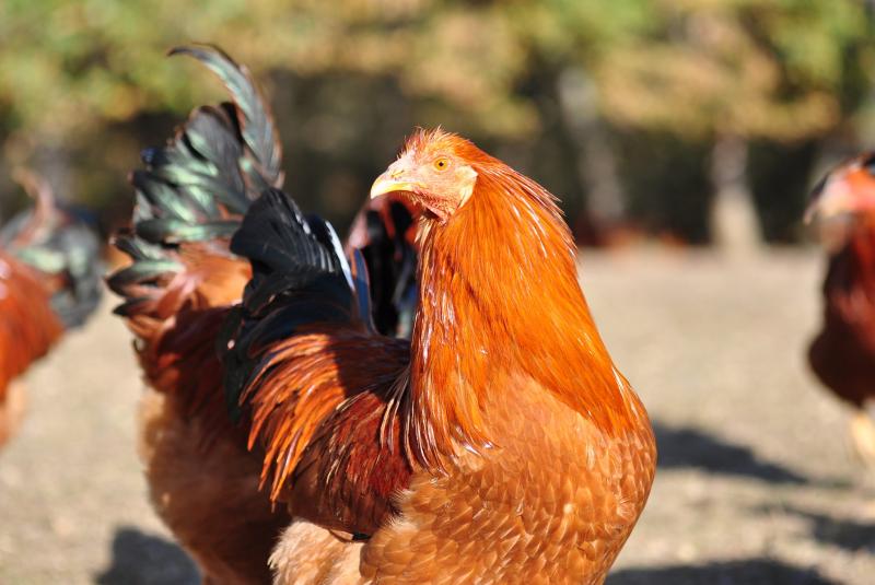 Ferme du Vidalies