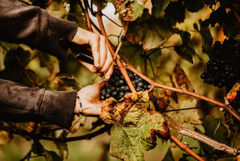 Domaine de Maouries