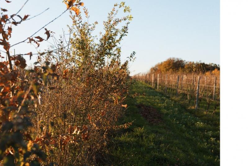 Domaine de Maouries