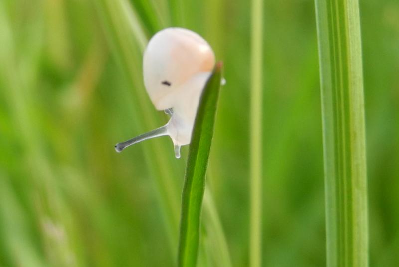 Escargots de Malicorne