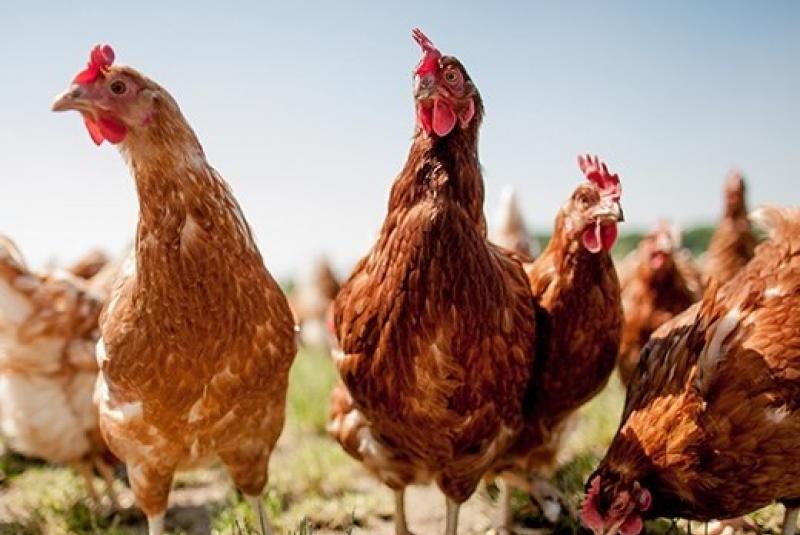 La Ferme d'en Peyrusse