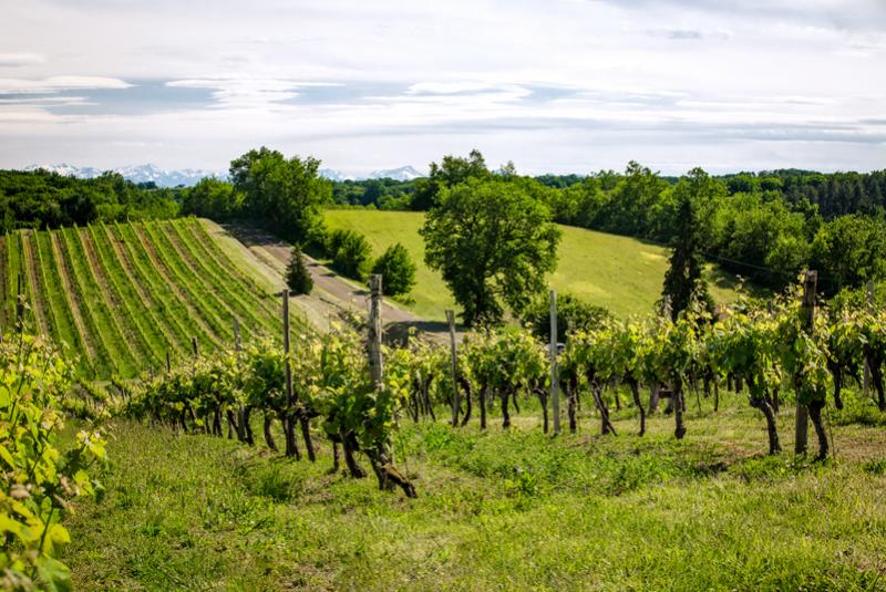 La fête des Vendanges au Domaine de bilé