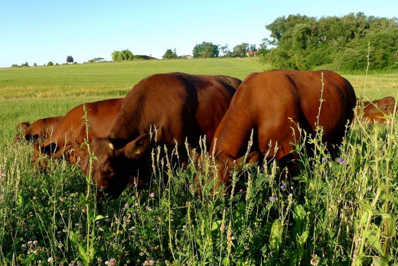 Livraison à domicile de viande de boeuf à l'herbe