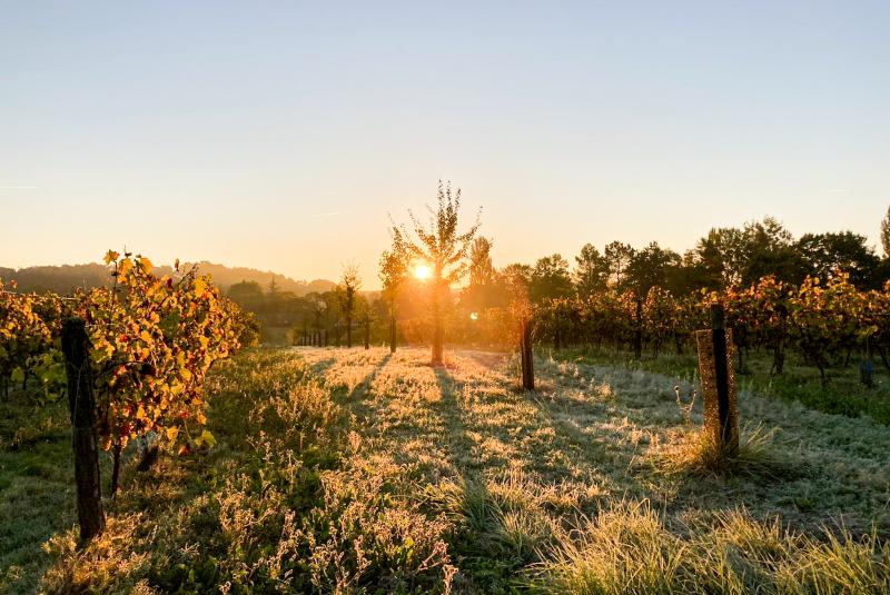 Domaine de Pajot