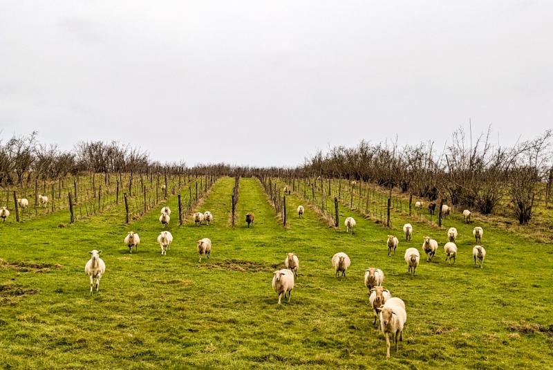 Domaine de Pajot