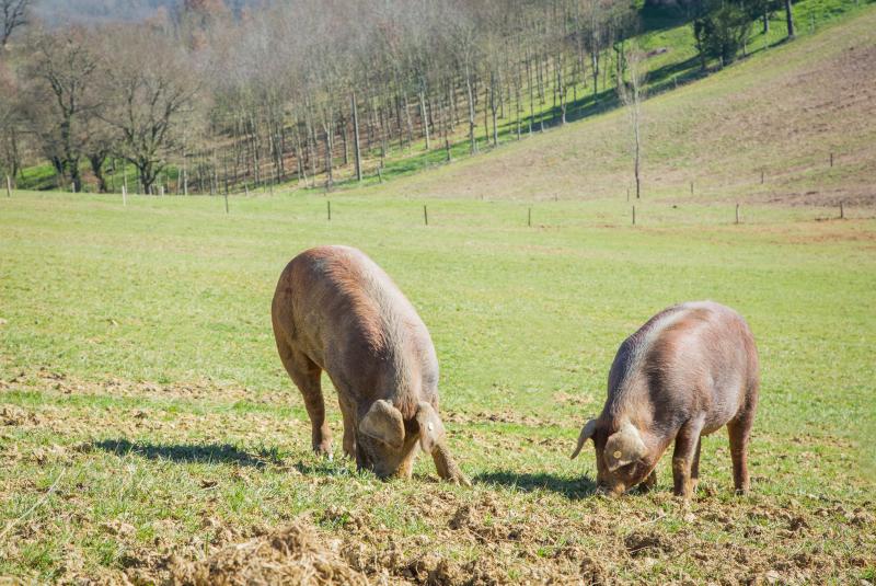 La Ferme des Bernons