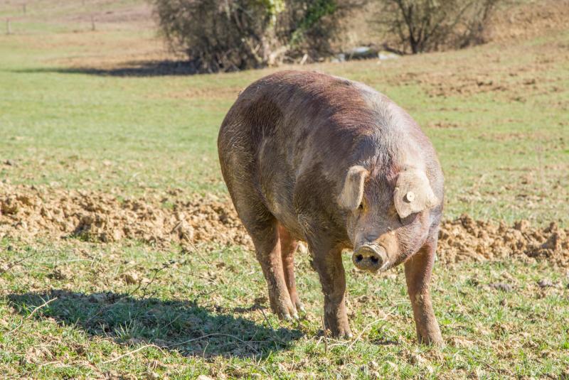 La Ferme des Bernons