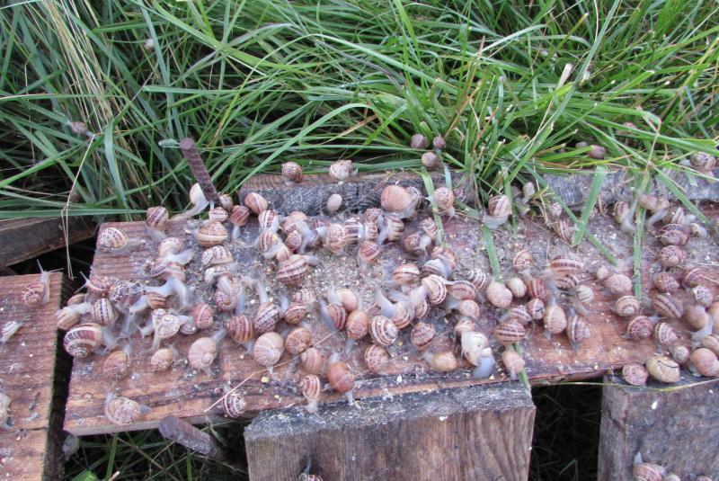 Escargots de Malicorne