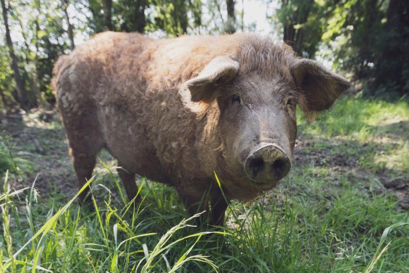 Lou Rey du Cochon