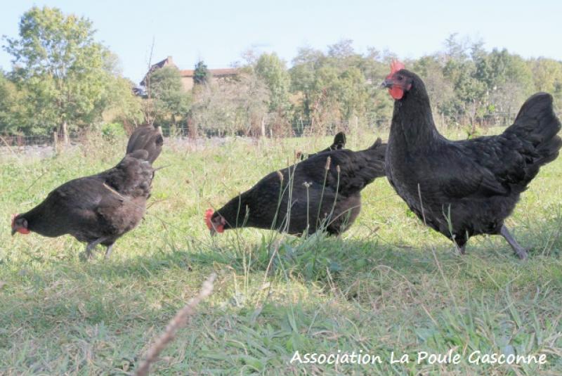 Volaille Noire d'Astarac Bigorre