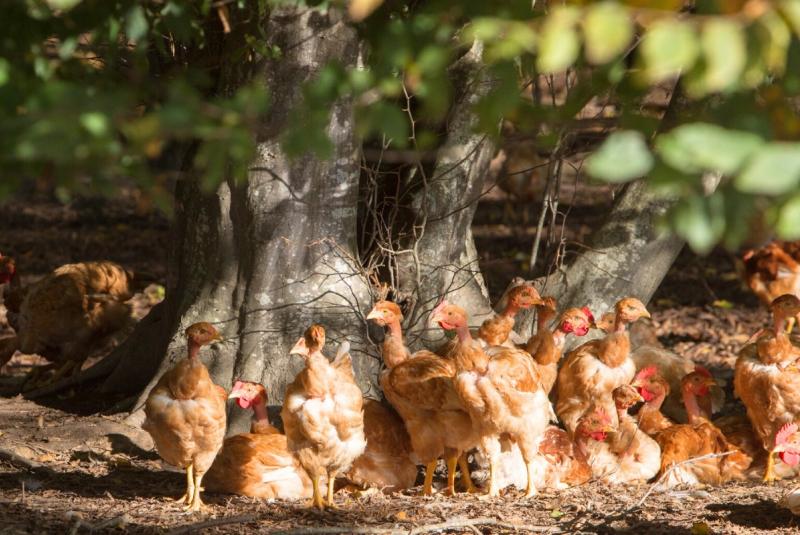 Ferme de Compreste