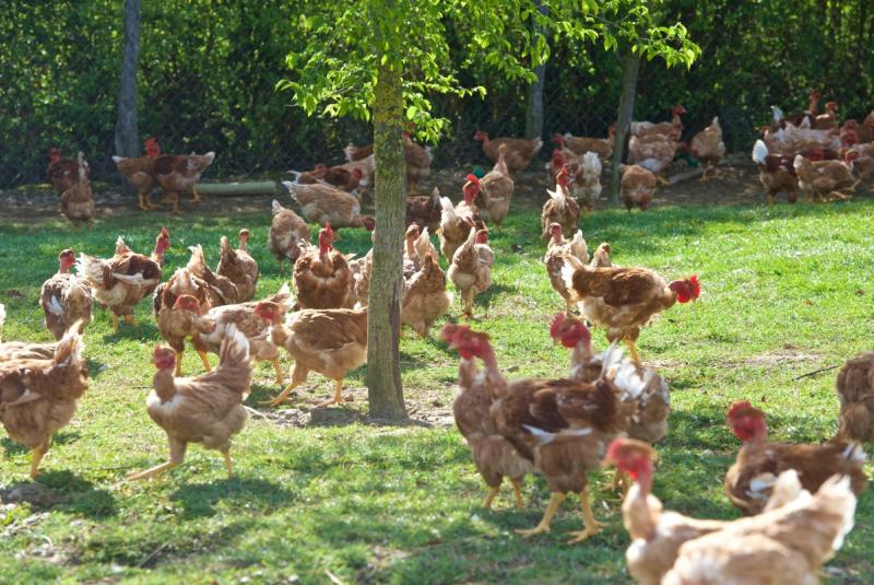 Ferme de Compreste