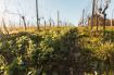 Domaine de Maouries