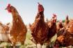 La Ferme d'en Peyrusse