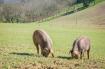 La Ferme des Bernons