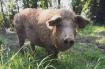 Lou Rey du Cochon